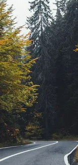 Winding road through autumn forest with vibrant foliage.