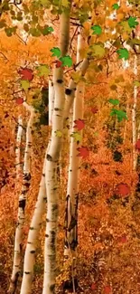 Vibrant autumn forest mobile wallpaper with birch trees and colorful foliage.