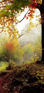 Scenic autumn forest with vibrant foliage.