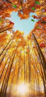 Autumn forest with heart-shaped sky viewed from below.