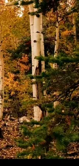 Autumn forest with birch trees and golden leaves in rustic scenery.