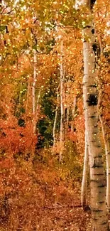 Scenic autumn forest with birch trees and vibrant foliage.