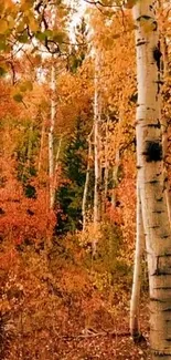 Golden autumn forest with birch trees and vibrant foliage.