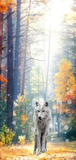 Lone wolf stands in a sunlit autumn forest, surrounded by tall trees.