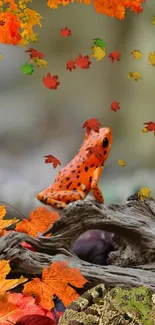 Orange frog with autumn leaves on rustic forest background.