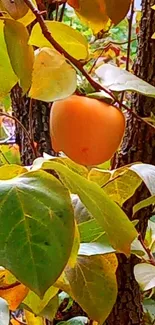 Autumn fruit on leafy branch wallpaper.