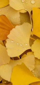 Golden ginkgo leaves with dew drops for mobile wallpaper.