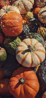 Colorful assortment of pumpkins and gourds in a vibrant autumn harvest display.