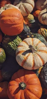 Vibrant pumpkins in various shapes and colors, perfect for a fall-themed wallpaper.