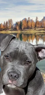 Pit bull by a peaceful autumn lake with reflections.