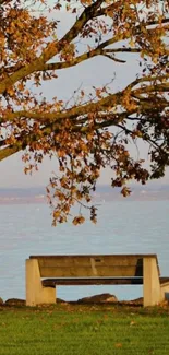 Lakeside bench under autumn leaves with peaceful view.