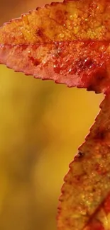 Close-up of an autumn leaf with vibrant amber hues, showcasing detailed textures.