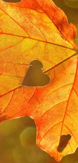 Heart-shaped cutout in autumn leaf with glowing orange tones.