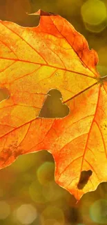 Autumn leaf with heart cutout showcasing vibrant orange hues.