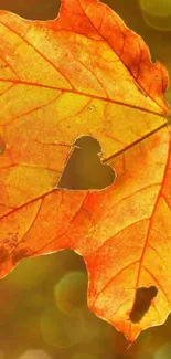 Orange autumn leaf with heart-shaped cutout on a warm background.