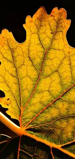 Close-up of a vibrant orange autumn leaf with detailed texture.