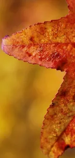 Close-up of an autumn leaf with rich orange tones.