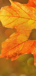 Vibrant autumn leaf with heart cutout on bokeh background.