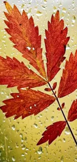 Red autumn leaf with raindrops on a window for mobile wallpaper.