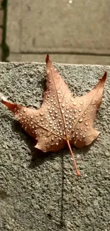 Brown maple leaf with raindrops on concrete surface, perfect for mobile wallpaper.