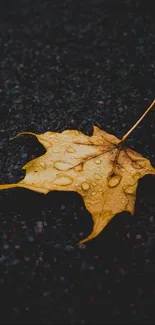 Yellow leaf with raindrops on dark ground.