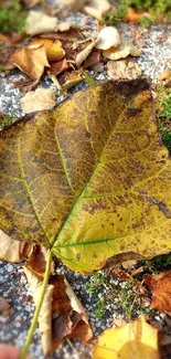 Yellow autumn leaf on a textured ground with earthy tones.