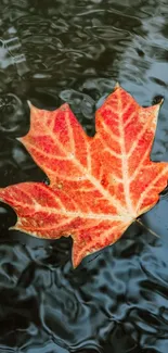 A vibrant red maple leaf floating on dark tranquil water.