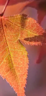 Vibrant autumn leaf close-up with intricate details and glowing fall colors.