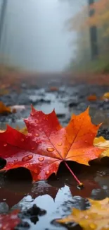 Red and yellow autumn leaves reflecting on a wet path.
