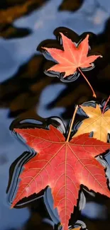 Autumn leaves floating on reflective water surface.