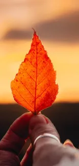 Close-up of an orange autumn leaf against a sunset sky.