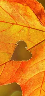 Vibrant orange autumn leaf with a heart-shaped cutout.