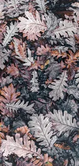 Overhead view of scattered brown and grey autumn leaves.