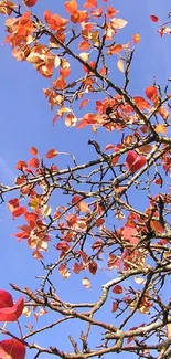 Red autumn leaves against a blue sky with branches.