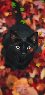 Black cat among vibrant autumn leaves.