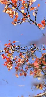 Autumn leaves on branches with blue sky background.