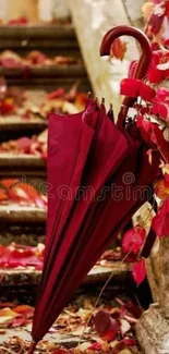 Maroon umbrella with autumn leaves on steps