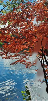 Red autumn leaves above a shimmering blue river.