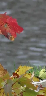 Vibrant autumn leaves by a tranquil riverside.