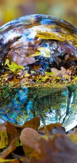 Crystal sphere on autumn leaves reflecting vibrant colors.