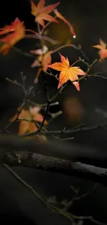 Vibrant autumn leaves on dark branch background