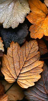 Close-up of autumn leaves with dewdrops highlighting rich colors.