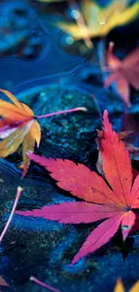 Red autumn leaves floating on water. Serene and vibrant mobile wallpaper.