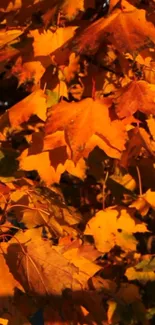 Orange autumn leaves wallpaper for mobile device.