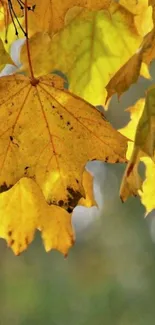 Golden autumn leaves with natural light