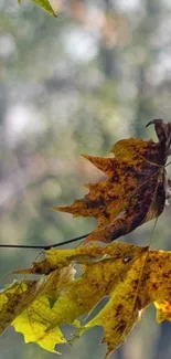 Autumn leaves with green and yellow hues on branches, blurred forest background.