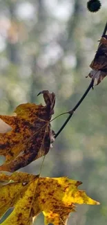 Autumn leaves on branches with a blurred background.