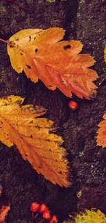 Autumn leaves with textured dark background on mobile wallpaper.