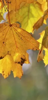 Golden autumn leaves close-up mobile wallpaper with a blurred background.