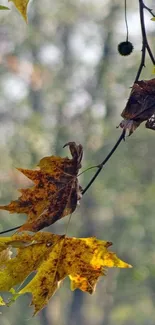 Autumn leaves with a soft green forest background.